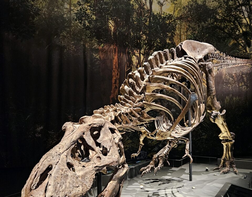 naturalis 3