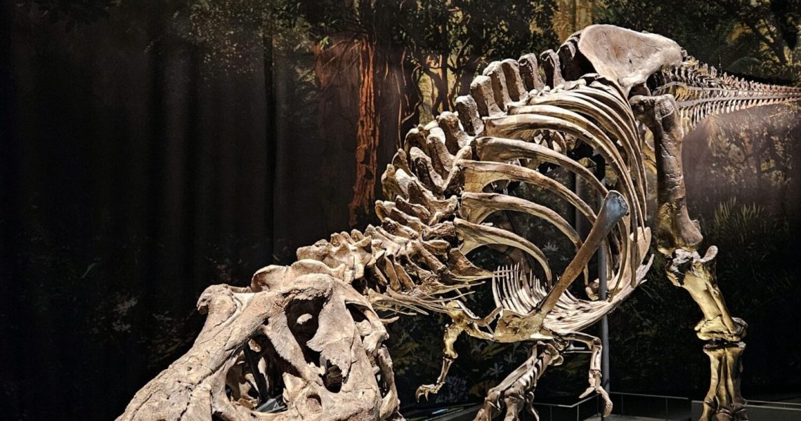 naturalis 3